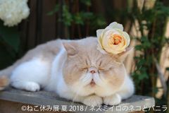 「ねこ休み展」3周年！過去最大規模で夏休みに開催決定　合計300万フォロワーのスター猫集結＆先着3,333名に入場特典も