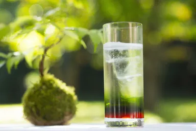 【奥入瀬】苔カクテル