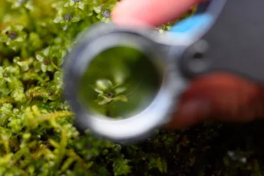 【奥入瀬】苔観察 (2)