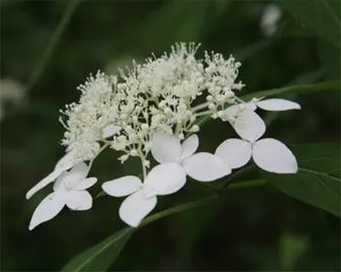 アマギアマチャ