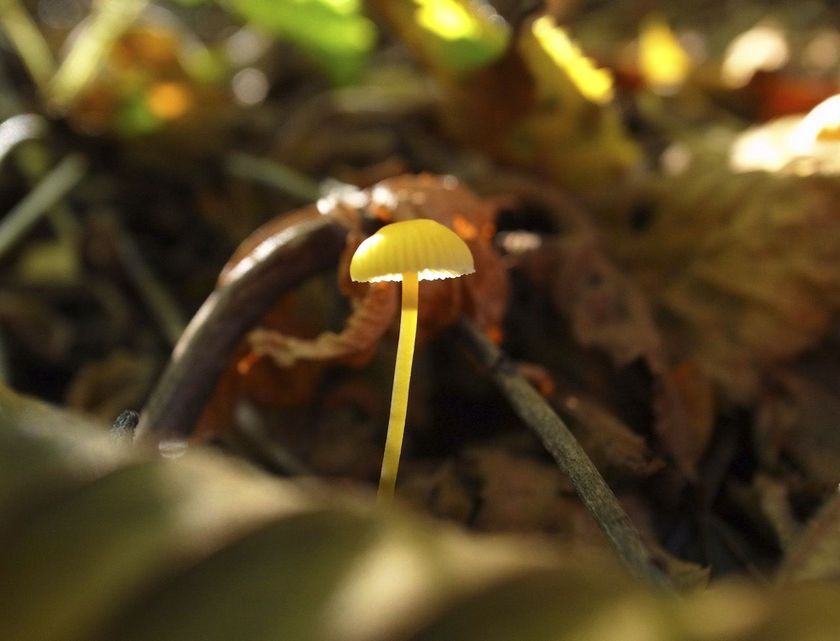 星野リゾート　奥入瀬渓流ホテル（青森県十和田市）
「小さな奥入瀬の森さんぽ」開催
～ルーペをのぞくと気になる世界が広がる～
開催期間：2018年9月1日～10月6日、11月1日～26日