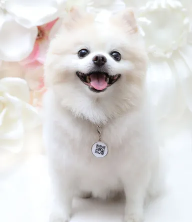 ペットの迷子に「チャーム」