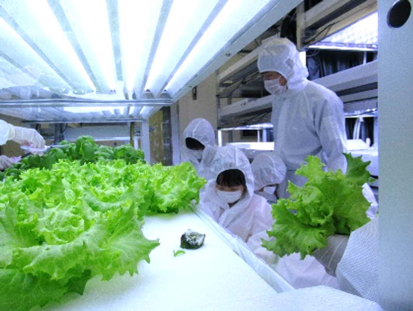 明治大学植物工場基盤技術研究センターが小学生向け体験講座を開催！
「植物工場でやさいを育ててみよう～体験型学習講座～」
