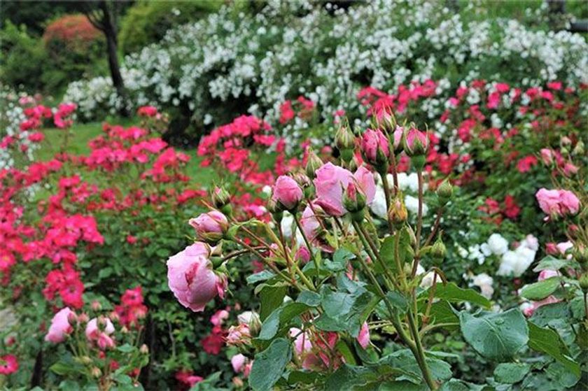六甲山カンツリーハウス
「バラの小径 ローズウオーク」バラが見ごろを迎えました！