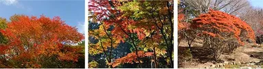 写真左：シラキ  写真中央：イロハモミジ  写真右：ドウダンツツジ