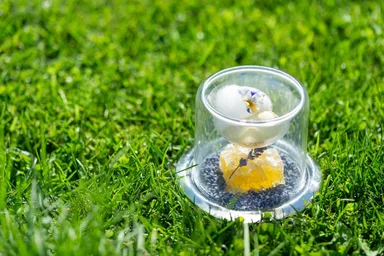 【ホテルブレストンコート】2018夏デザートコース_2品目_木洩れ陽の下で_01