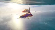上空に上がる魚(ベタ)(1)