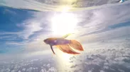 上空に上がる魚(ベタ)(2)