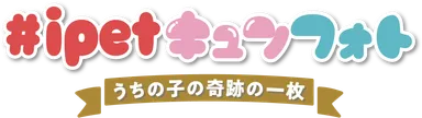キュンフォトLogo