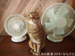 「ねこ休み展」開催目前、初出展作家など最新情報公開！人気作家のにゃんこまみれ立体作品や3,333名限定特典も
