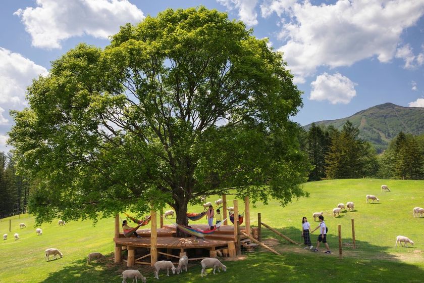 星野リゾート トマム(北海道勇払郡占冠村) 
好評につき9月30日まで期間延長!本物の羊を
数えながら、うとうとできる「羊とお昼寝ハンモック」
実施期間:2018年4月28日〜9月30日