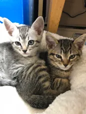 レモン＆ライム