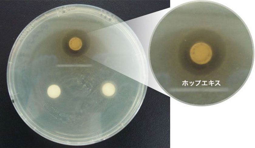 「ホップ」にのど炎症原因菌の殺菌効果！
のど飴のパイオニア企業「カンロ」が確認
