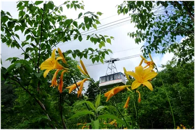 黒部平庭園に咲くゼンテイカ