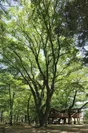 ルオムの森象徴の大木