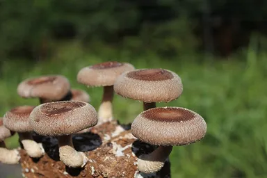 きのこ王国　きのこイメージ