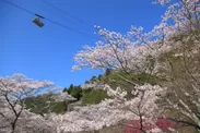 鶴見岳の四季（春）