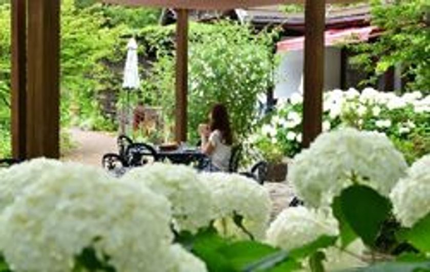 六甲オルゴールミュージアム
アジサイに囲まれたガーデンでランチやティータイム
～可憐に咲く花々と共に優雅な時間を～