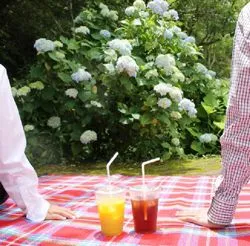 レジャーシートでアジサイとティータイム(イメージ)