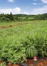 能登の赤土で育つ能登すいか