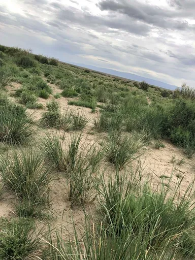 野生のモンゴリアンベリー