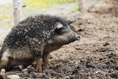 十勝ロイヤルマンガリッツァ豚(3)