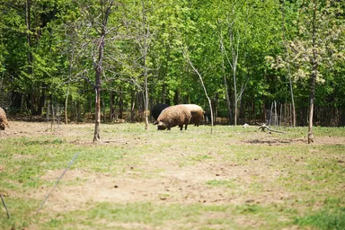 自然放牧の様子
