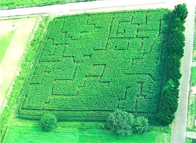 5000m2のとうもろこし畑