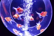 幻想的な照明の中で泳ぐ金魚