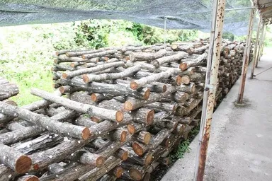 道田農園：一つ3,000円以上で売れる高級しいたけ