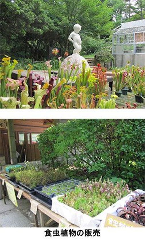 六甲高山植物園　開園85周年特別企画
「食虫植物のひみつ展」開催中！