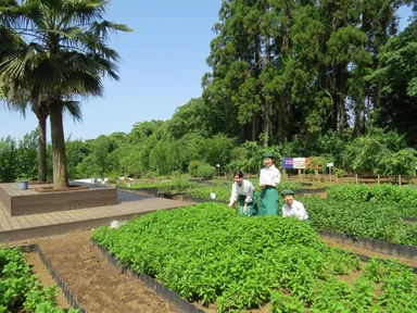 南風ハーブ苑(1)