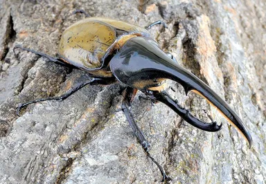 ヘラクレスオオカブト