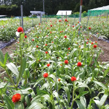蓼科プランツの花の栽培の様子