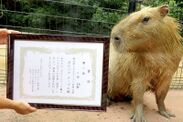 2017年優勝者　埼玉県こども動物自然公園「メープル」