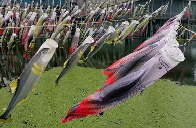 ピラルクのぼり