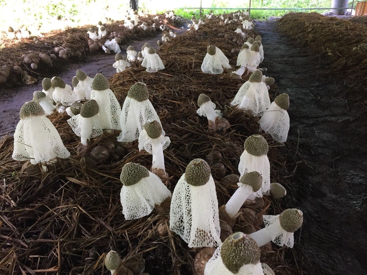 優雅な白いマントを広げる人工栽培のキヌガサタケ