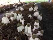 岐阜県のキノコメーカー、ハルカインターナショナルが日本で初、キヌガサタケの商用人工栽培に成功