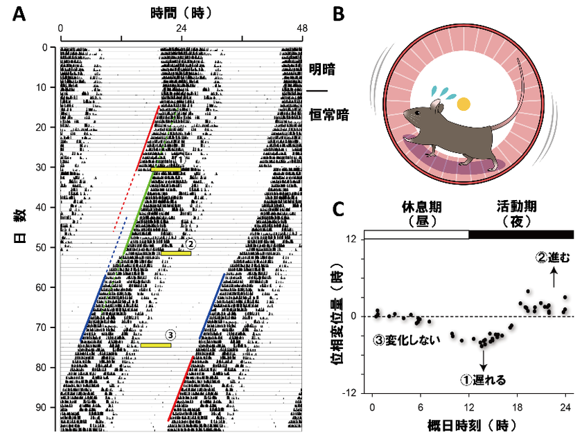 光による概日リズム調節が性周期によって変化することが明らかに
～女性は光の浴び方に注意～
