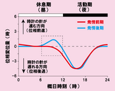 図２性周期による位相反応曲線の違い
