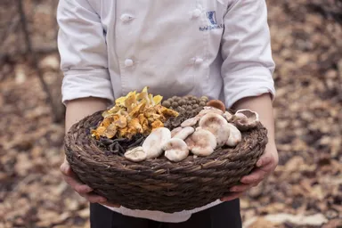 【ブレストンコート　ユカワタン】野生のきのこ色々