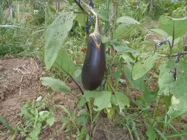 BIGLOBEファーム久喜　2010年8月の様子1