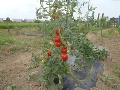 BIGLOBEファーム久喜　2010年8月の様子2