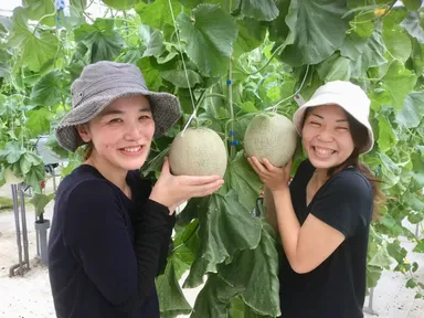 メロン狩り(7月中旬～9月2日まで)