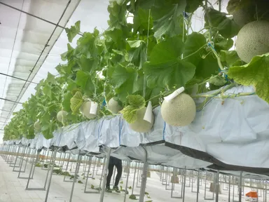 KING FARM メロンハウス