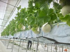 KING FARM メロンハウス