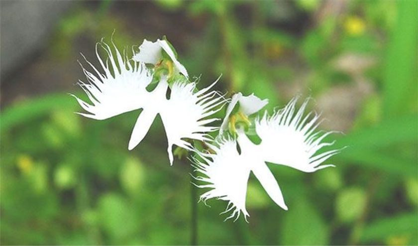 六甲高山植物園　天翔る白鷺の如き花　サギソウが見頃です！