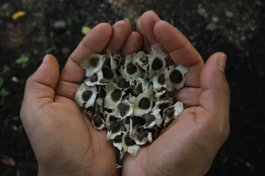 モリンガの種