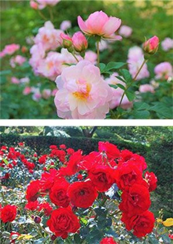 秋の六甲山で一足早くバラを楽しむ「バラの小径　ローズウオーク」
9月8日（土）シーズンオープン