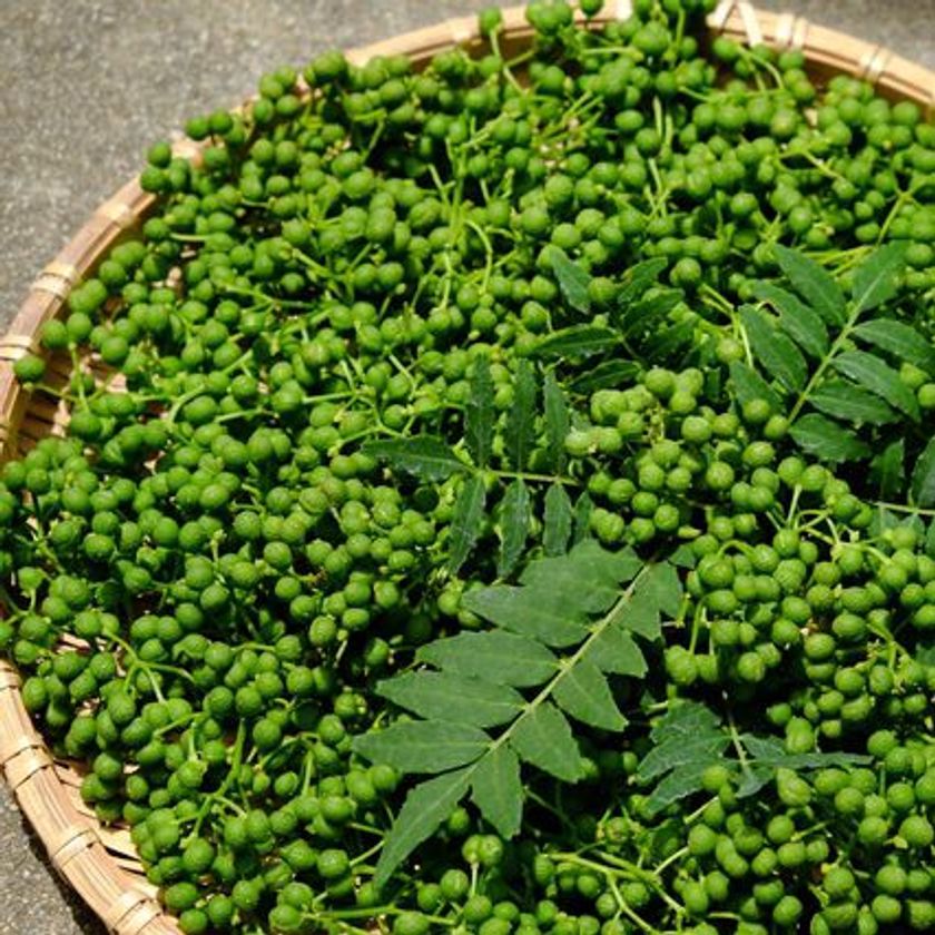 ダイエットと健康に関する最新レポートをmicrodiet.netにて公開　
『鰻以外にも活用したい山椒のダイエット効果』